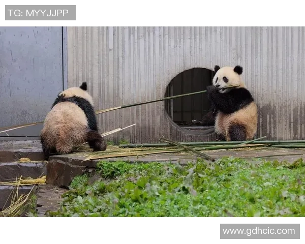 430比赛熊猫-熊猫竞速，430比赛的魅力时刻-430比赛熊猫